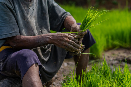 A man is working in a field of green grass. He is wearing a hat and a blue shirtの写真素材