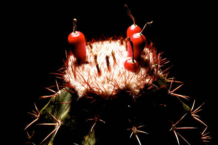 seed of cactus look like ice cream
