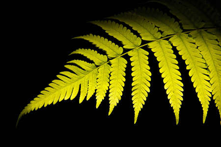 fern leaf on black backgroundの写真素材