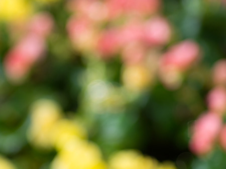 Blur Flowerの写真素材