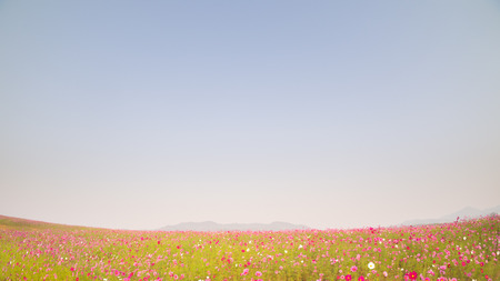 Flower Fieldの写真素材