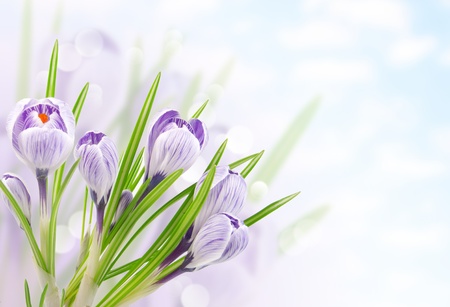 crocus skyの写真素材
