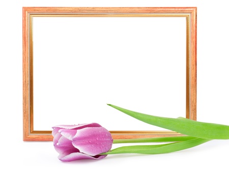 frame with tulip isolated on whiteの写真素材