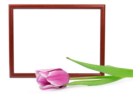 frame with tulip isolated on white の写真素材