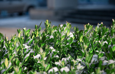 tender green bush over the snow(2).jpgの写真素材