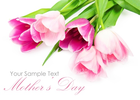 Fresh spring tulip flowers isolated on whiteの写真素材