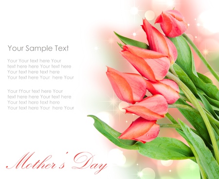 Fresh spring tulip flowers isolated on whiteの写真素材