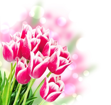 Fresh spring tulip flowers isolated on whiteの写真素材