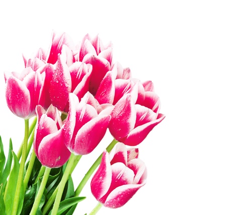 Fresh spring tulip flowers isolated on whiteの写真素材