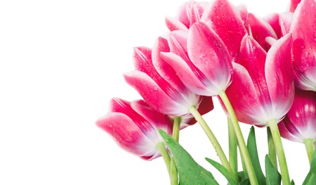 Fresh spring tulip flowers isolated on whiteの写真素材