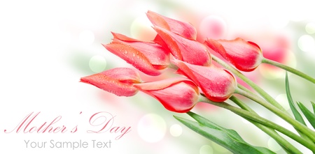 Tulip flowers isolated on whiteの写真素材