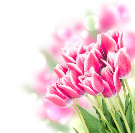 Fresh spring tulip flowers isolated on whiteの写真素材