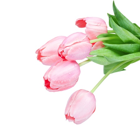 Fresh spring tulip flowers isolated on whiteの写真素材