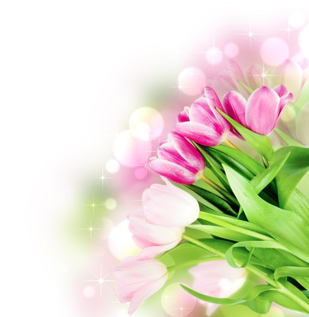 Fresh spring tulip flowers isolated on whiteの写真素材