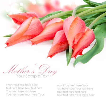 Fresh spring tulip flowers isolated on whiteの写真素材