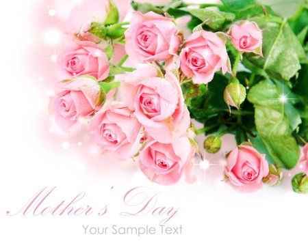 Tender pink roses isolated on whiteの写真素材