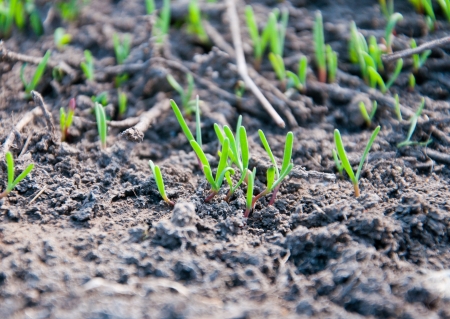 Small new grass sproutsの写真素材