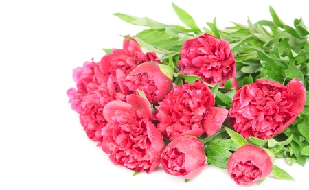 Large bouquet of fresh peoniesの写真素材
