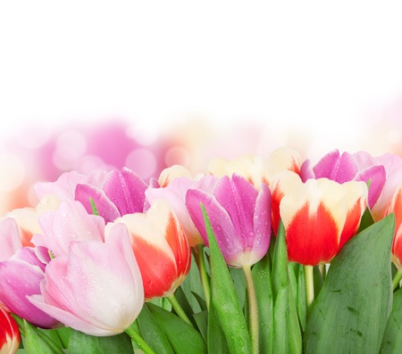 Tulip flowers isolated on whiteの写真素材