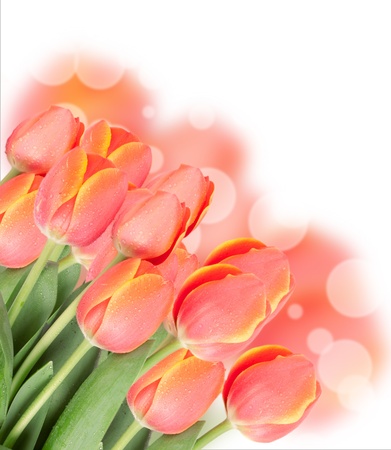 Tulip flowers isolated on whiteの写真素材