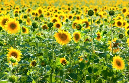 A field of sunflowersの写真素材