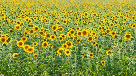 A field of sunflowersの写真素材