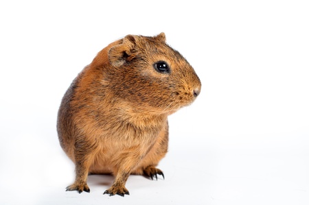 Brown guinea pig isolated on whiteの写真素材