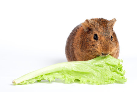 Brown guinea pig isolated on white