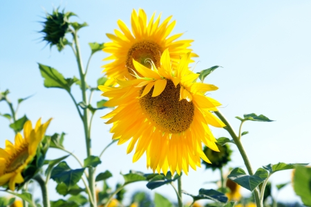 Sunflowers on a blue skyの写真素材
