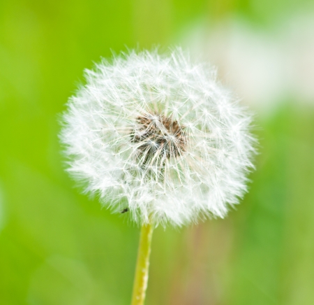 Summer dandelion on greenの写真素材