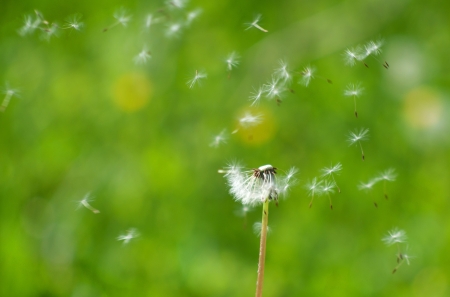 Summer blown dandelionの写真素材