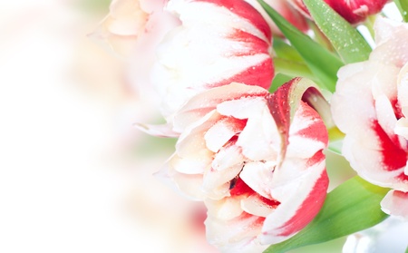 Fresh spring tulip flowers with water drops isolated on whiteの写真素材