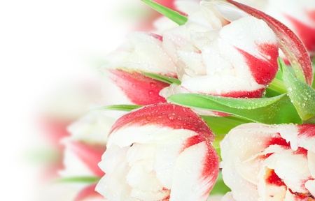 Fresh spring tulip flowers with water drops isolated on whiteの写真素材
