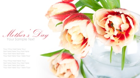 Fresh spring tulip  flowers as a holiday postcard designの写真素材