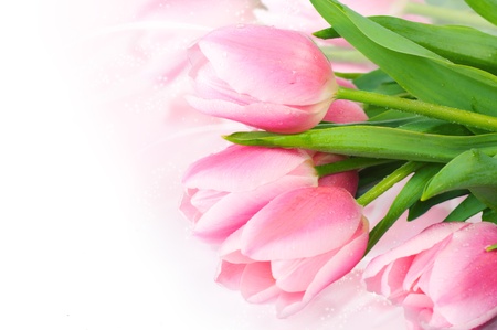 Fresh spring tulip  flowers as a holiday postcard designの写真素材