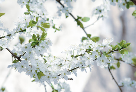 Beautiful spring cherry flowers in full bloom