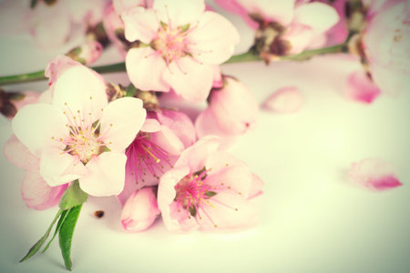 Pale spring cherry blossoms in a vintage styleの写真素材