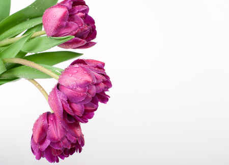 Fresh spring tulip flowers as a holiday postcard designの写真素材