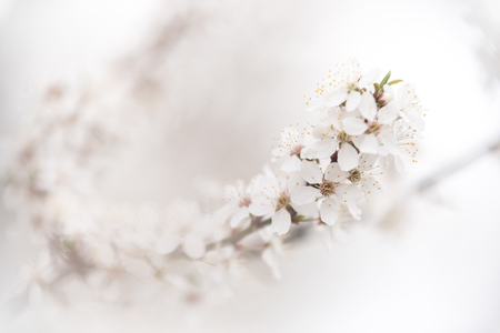 Blossomの写真素材