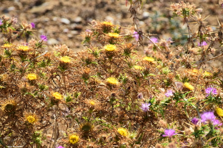 Asinara Island, Stintino, Sardinia, Italyの写真素材