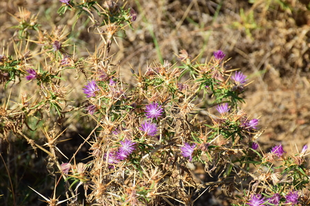 Asinara National Park, Sardinia, Italyの写真素材