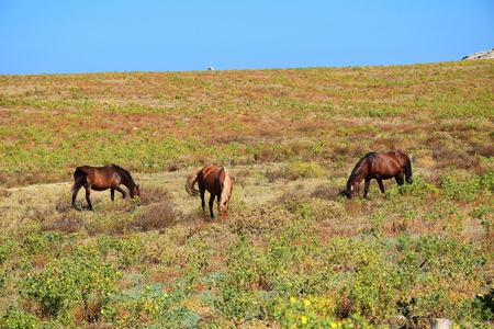 Wild horses grazing in a meadow of dry and prickly plants, Asinara Island, Stintino, Sardinia, Italyの写真素材