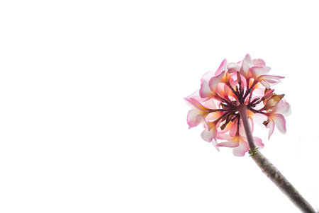 Flower in the right corner..の写真素材