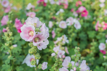 flowerの写真素材