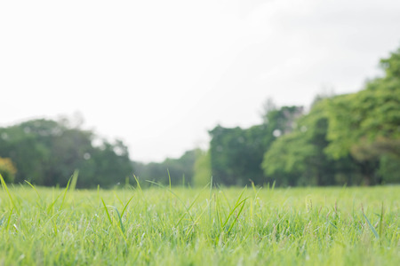 The Parkの写真素材