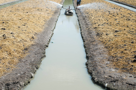 Lettuce fieldの写真素材