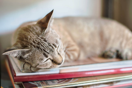 Grey cat lyingの写真素材