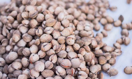 Shells Blood Cockleの写真素材