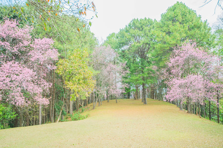Field  in front of a forrestの写真素材