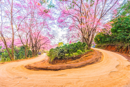 Cherry Blossom Path in a curve roadの写真素材